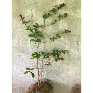 Giống tường vy Hồng ( mua 5 tặng 1)