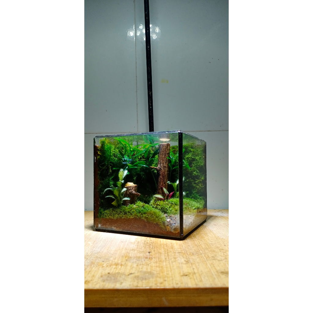 Bình Terrarim đã setup sẵn mẫu bán cạn với kích thước 15x15cm