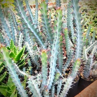 xương rồng euphorbia xanh phấn