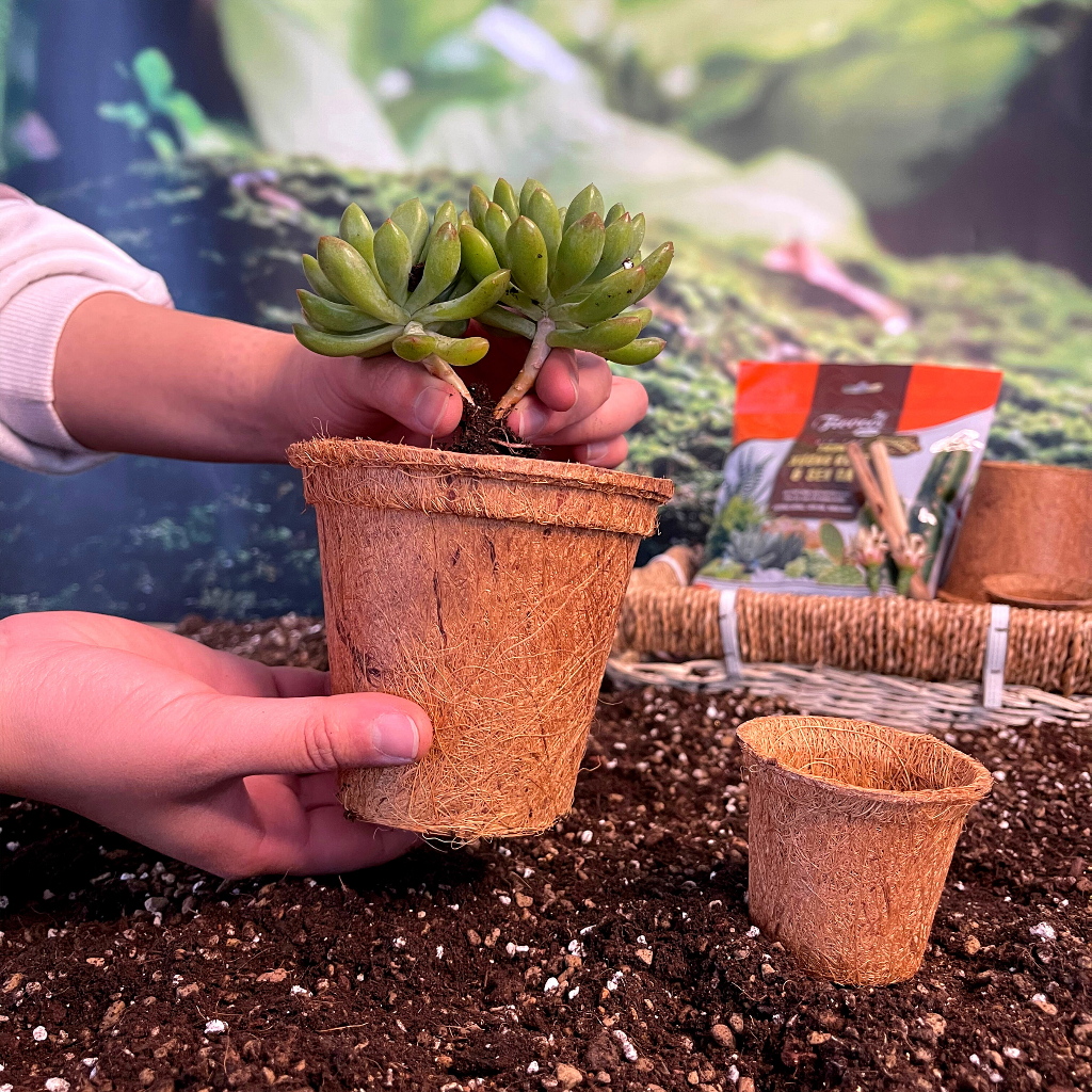 Giá thể trồng sen đá, xương rồng cao cấp, đầy đủ dinh dưỡng, siêu thoát nước, túi 2 lít.