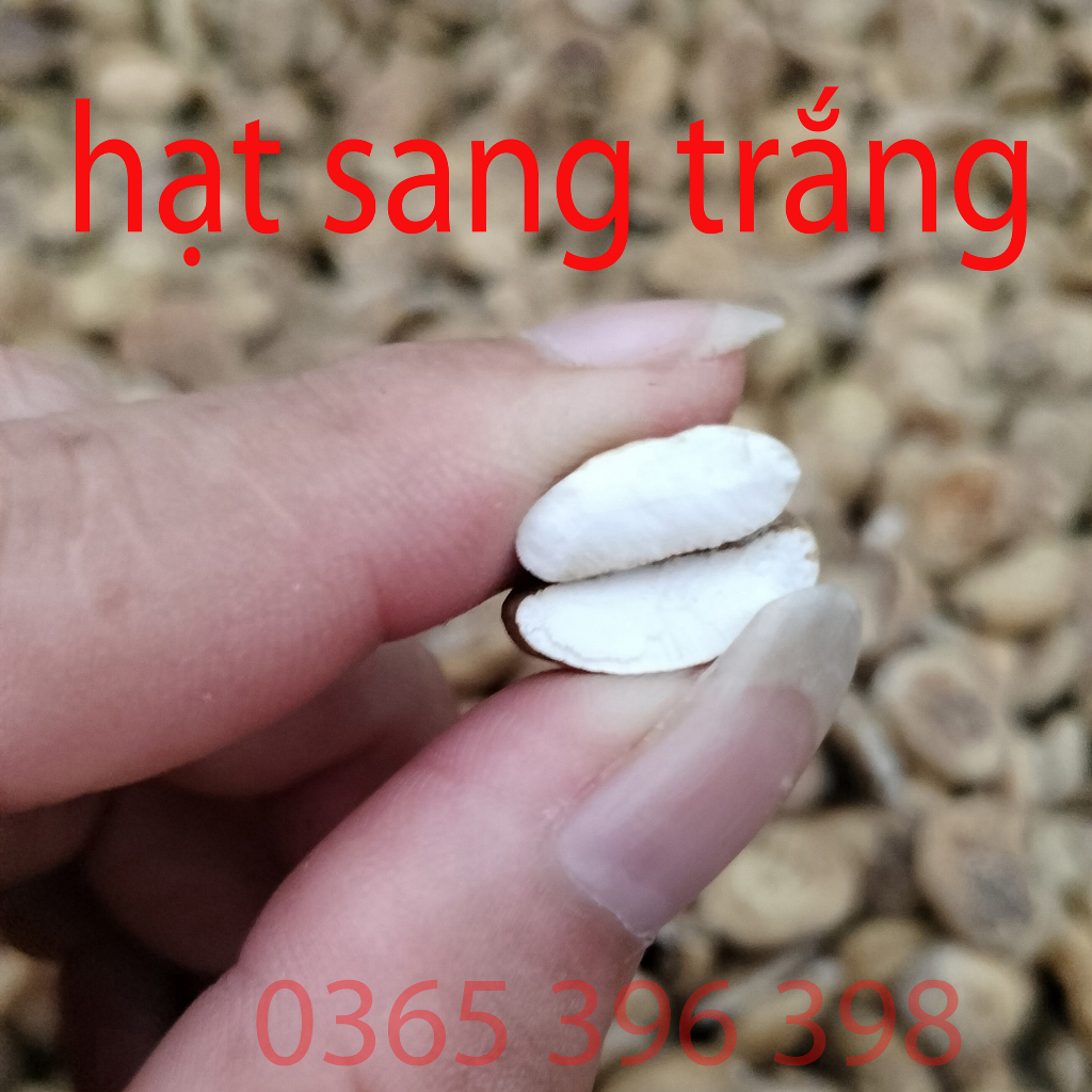 Hạt sang trắng tây bắc tốt cho dạ dày đại tràng, hạt  cạo vỏ
