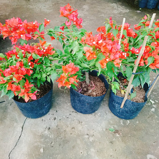 Cây Hoa Giấy Đỏ Lửa - cây cảnh để bàn