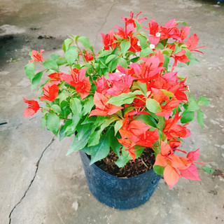 Cây Hoa Giấy Đỏ Lửa - cây cảnh để bàn