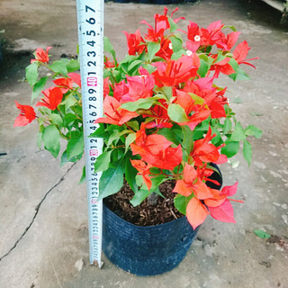 Cây Hoa Giấy Đỏ Lửa - cây cảnh để bàn