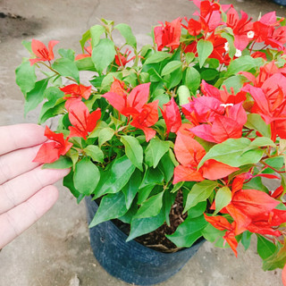 Cây Hoa Giấy Đỏ Lửa - cây cảnh để bàn