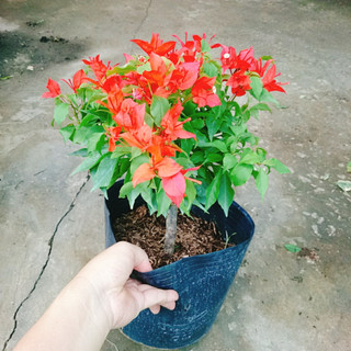 Cây Hoa Giấy Đỏ Lửa - cây cảnh để bàn