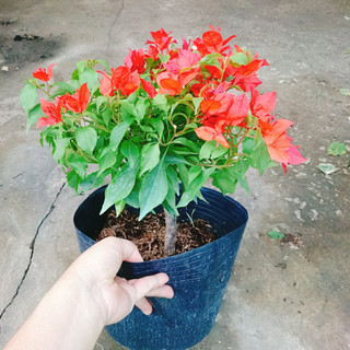 Cây Hoa Giấy Đỏ Lửa - cây cảnh để bàn