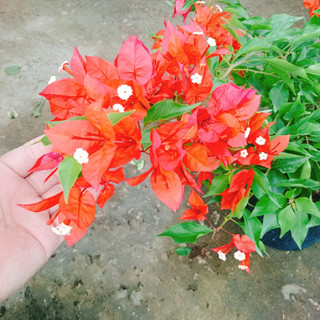 Cây Hoa Giấy Đỏ Lửa - cây cảnh để bàn