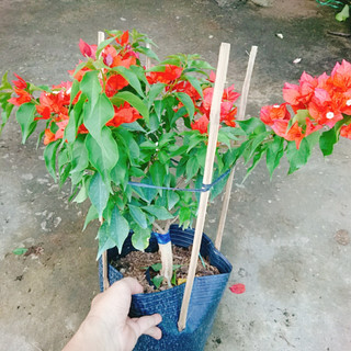 Cây Hoa Giấy Đỏ Lửa - cây cảnh để bàn
