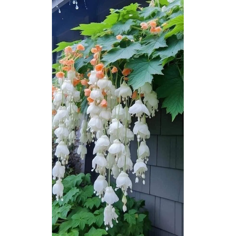 Hạt giống hoa chuông gió