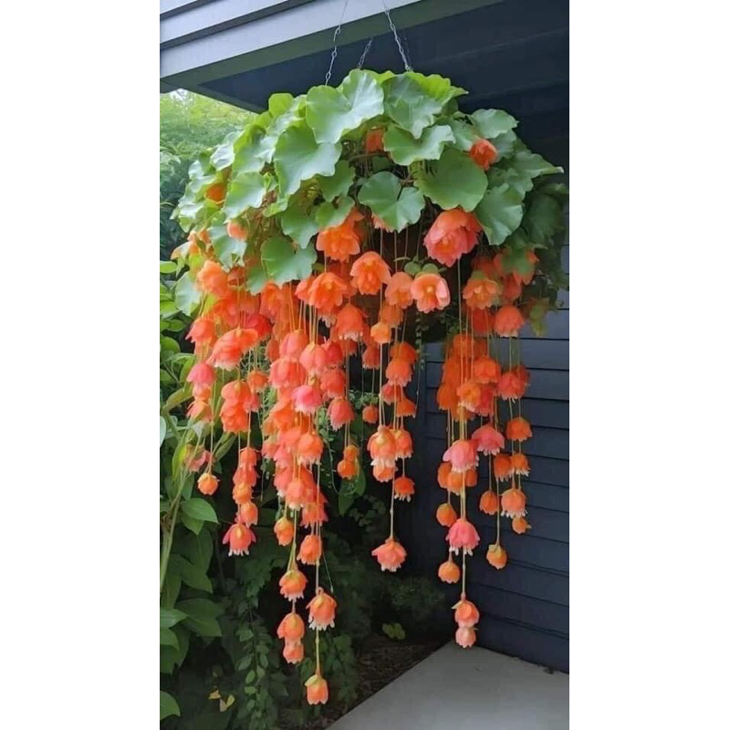 Hạt giống hoa chuông gió