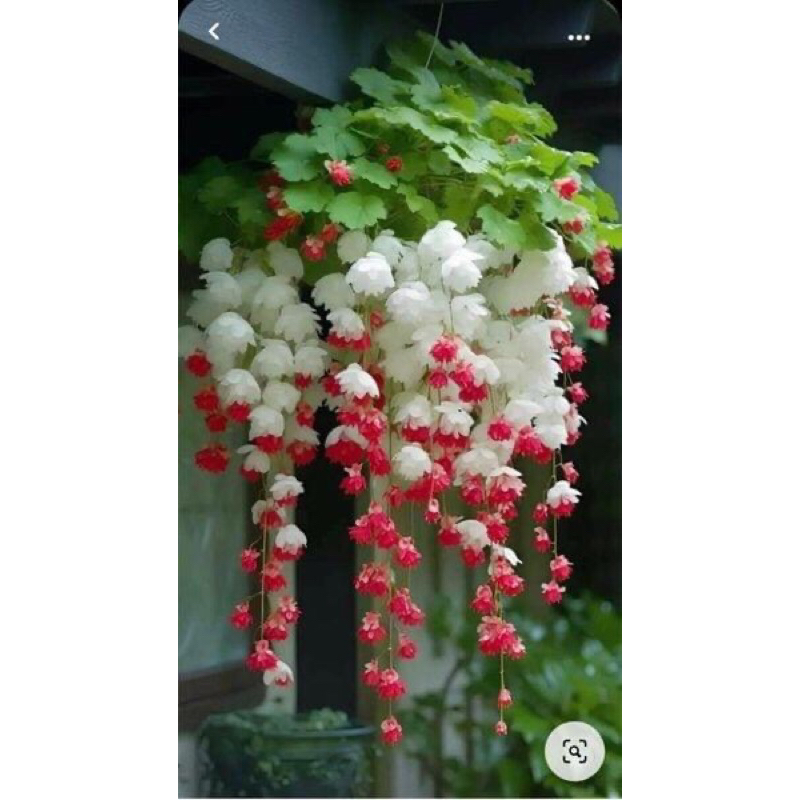 Hạt giống hoa chuông gió