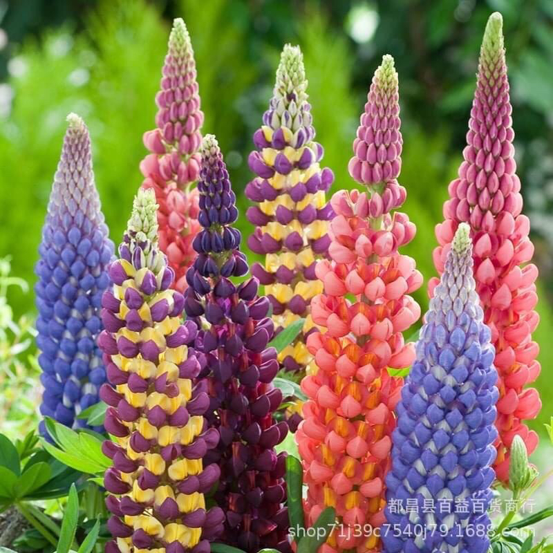 hạt hoa Đậu lupin