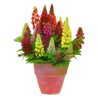 hạt hoa Đậu lupin