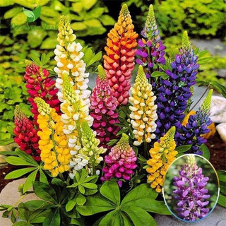 hạt hoa Đậu lupin