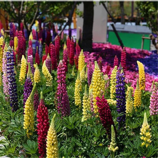 hạt hoa Đậu lupin