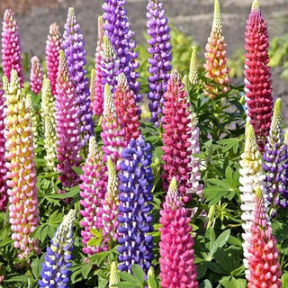 hạt hoa Đậu lupin