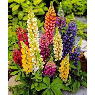 hạt hoa Đậu lupin