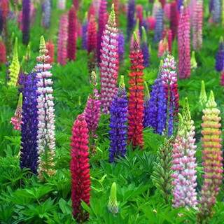 hạt hoa Đậu lupin