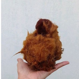 Cẩu tích( lông cu li khô )