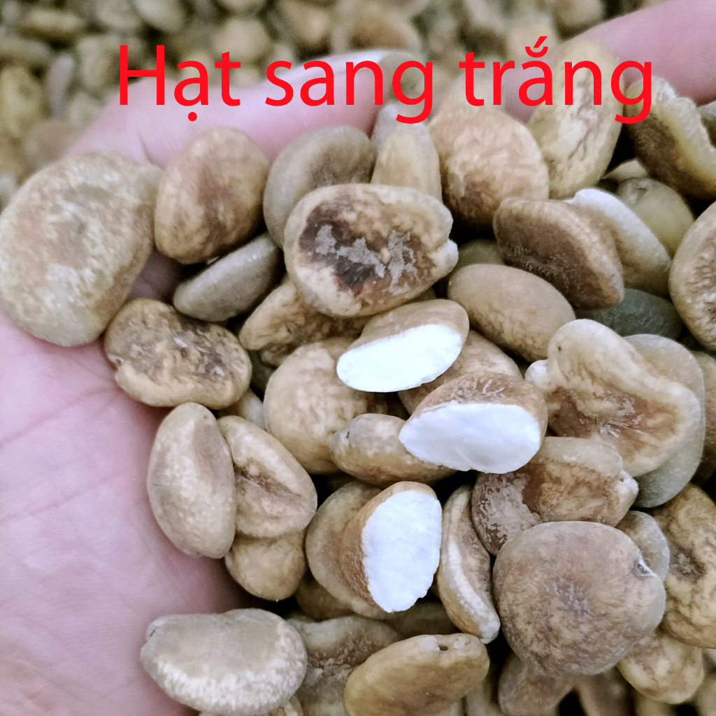 Hạt sang trắng tây bắc tốt cho dạ dày đại tràng, hạt  cạo vỏ
