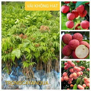 Cây vải ghép loại không hạt