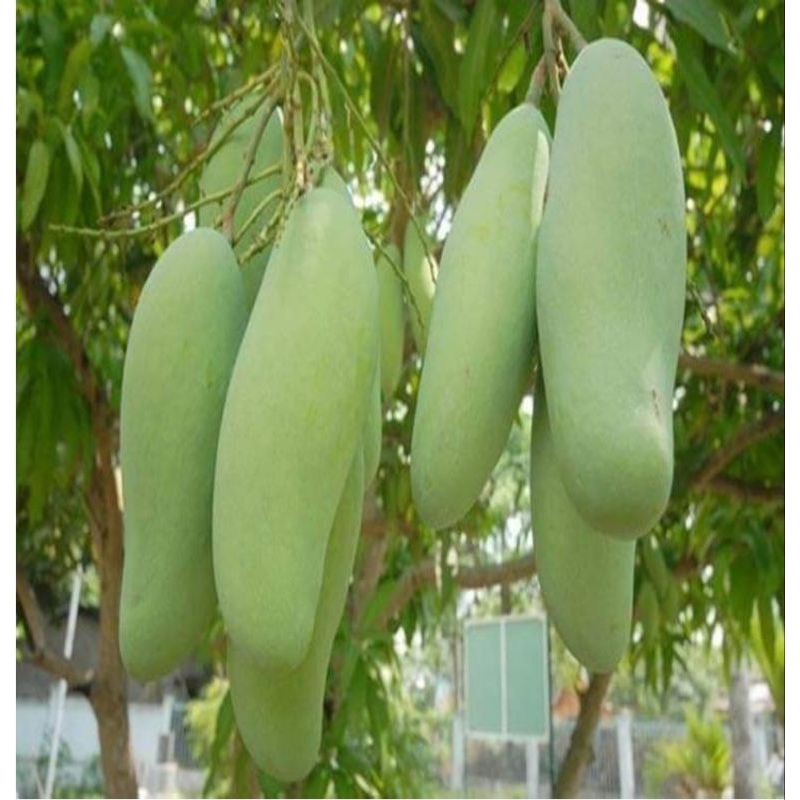 CÂY XOÀI TƯỢNG GHÉP QUẢ DÀI CÂY CAO 80_1 MÉT