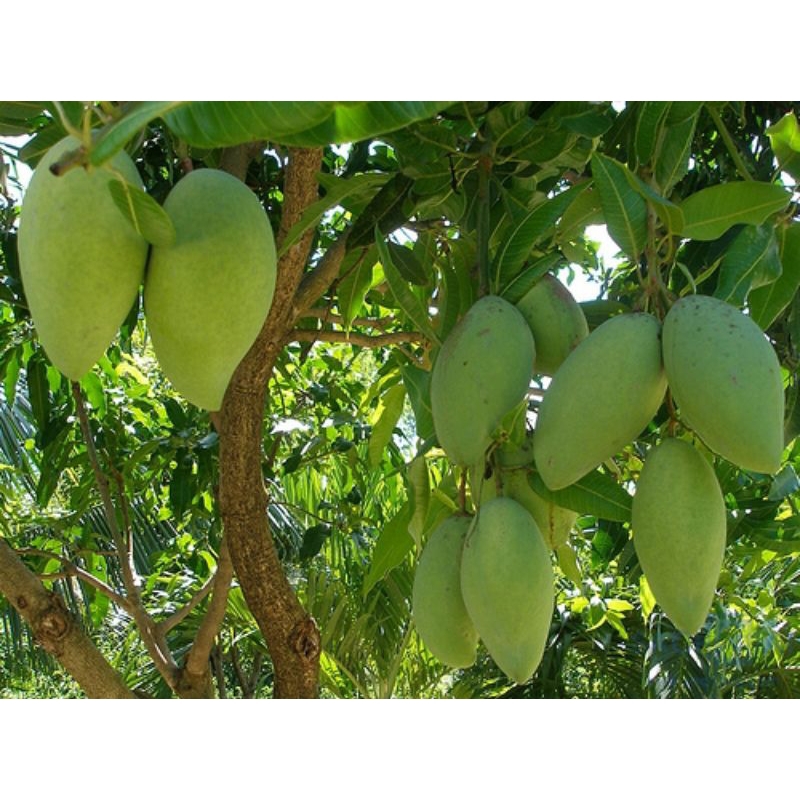 CÂY XOÀI TƯỢNG GHÉP QUẢ DÀI CÂY CAO 80_1 MÉT
