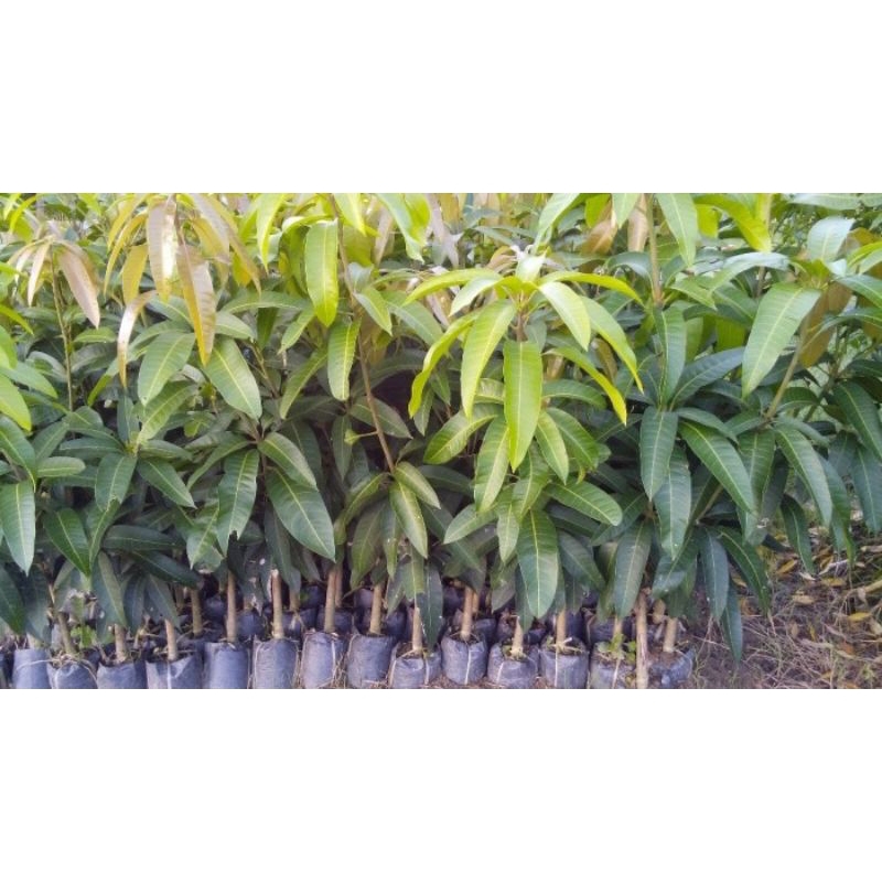 CÂY XOÀI TƯỢNG GHÉP QUẢ DÀI CÂY CAO 80_1 MÉT