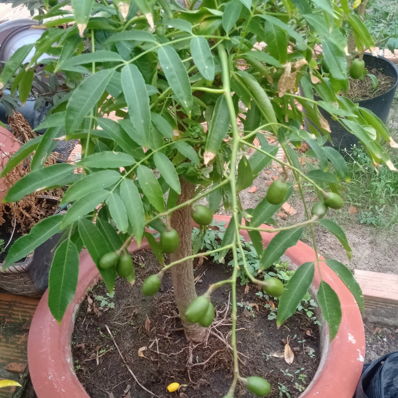 Cóc Thái trồng bầu C9 cây cao khoảng 80 cm cây trồng vừa ăn quả vừa làm cảnh,cho quả sau 6 tháng trồng