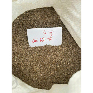300 Hạt giống hoa Cúc Bất Tử