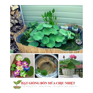 Hạt giống sen Mini nhật mix màu