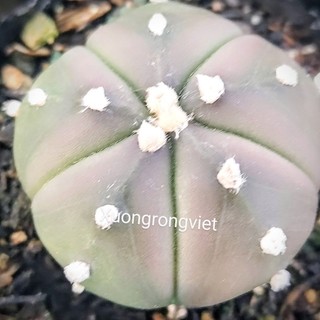 xương rồng aster nâu