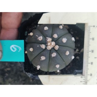 xương rồng aster nâu