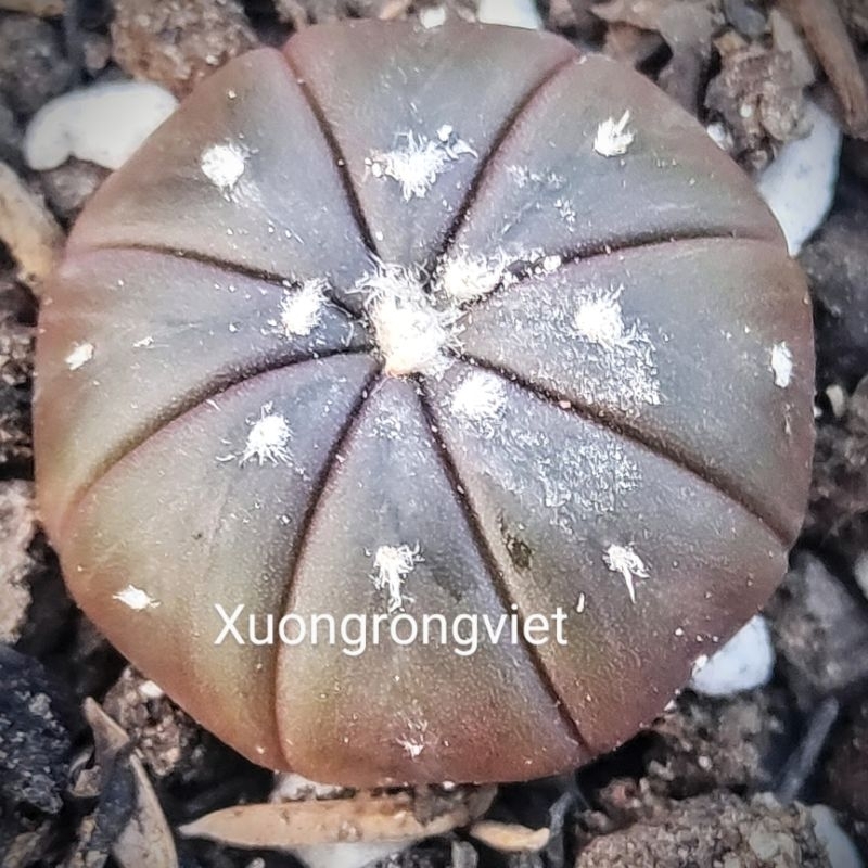 xương rồng aster nâu