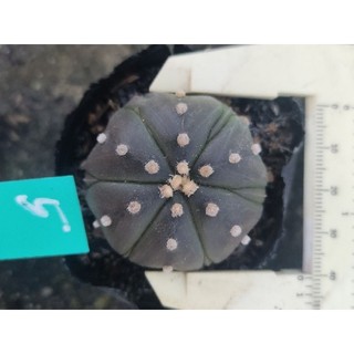 xương rồng aster nâu