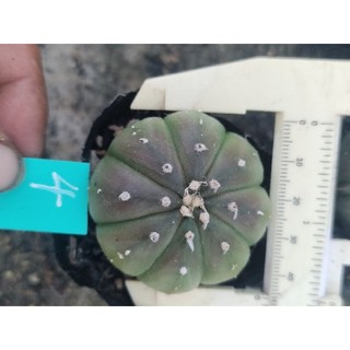 xương rồng aster nâu