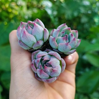 Sale++ Sen Đá Bánh Bao Lửa Mini Siêu Đẹp!