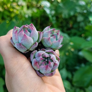 Sale++ Sen Đá Bánh Bao Lửa Mini Siêu Đẹp!