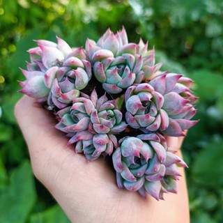 Sale++ Sen Đá Bánh Bao Lửa Mini Siêu Đẹp!