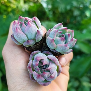 Sale++ Sen Đá Bánh Bao Lửa Mini Siêu Đẹp!