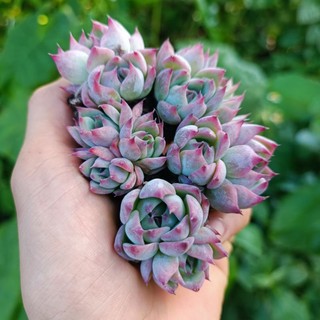 Sale++ Sen Đá Bánh Bao Lửa Mini Siêu Đẹp!
