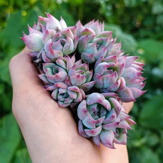 Sale++ Sen Đá Bánh Bao Lửa Mini Siêu Đẹp!