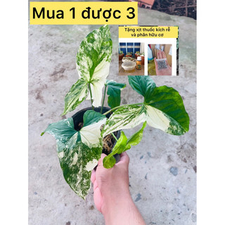 caykiengsadec-Trầu bà đột biến Syngonium-tặng phân bón-hoa kiểng lá-trang trí nội thất cảnh quan sân vườn ngoài trời