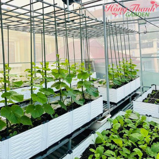 Chậu ghép 200x50x23cm Chậu ghép thông minh sang trọng tiện dụng độ bền cao trồng mọi loại cây Hồng Thanh Garden