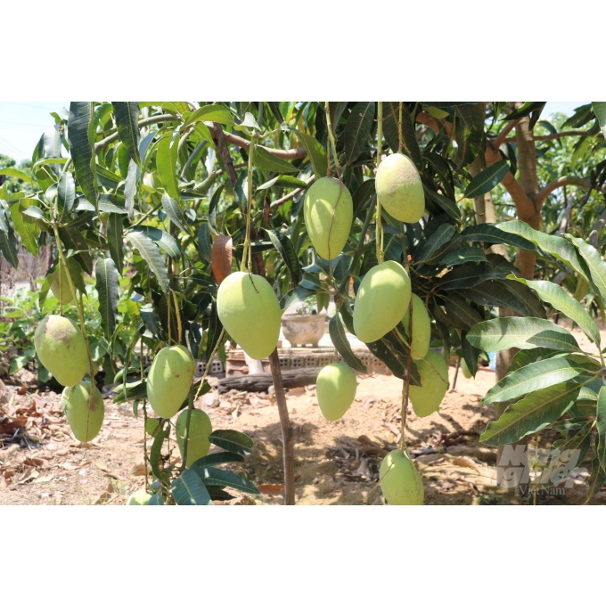 CÂY GIỐNG XOÀI TỨ QUÝ