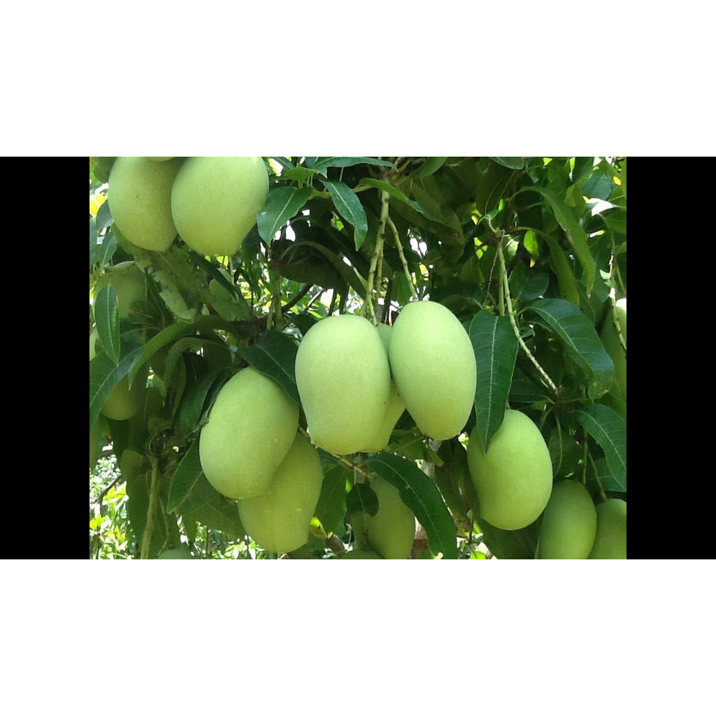 CÂY GIỐNG XOÀI TỨ QUÝ