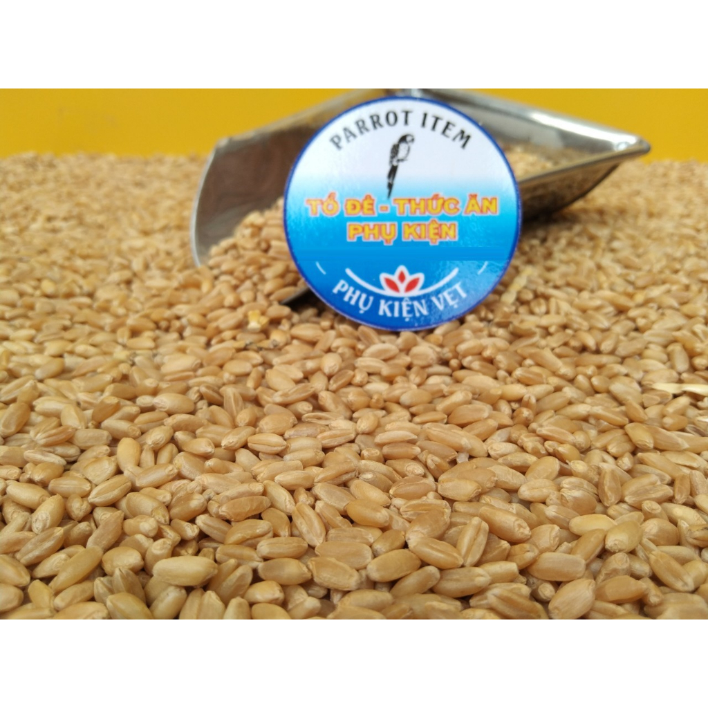 200g hạt Lúa Mì trồng lên cây mầm cho mèo ăn