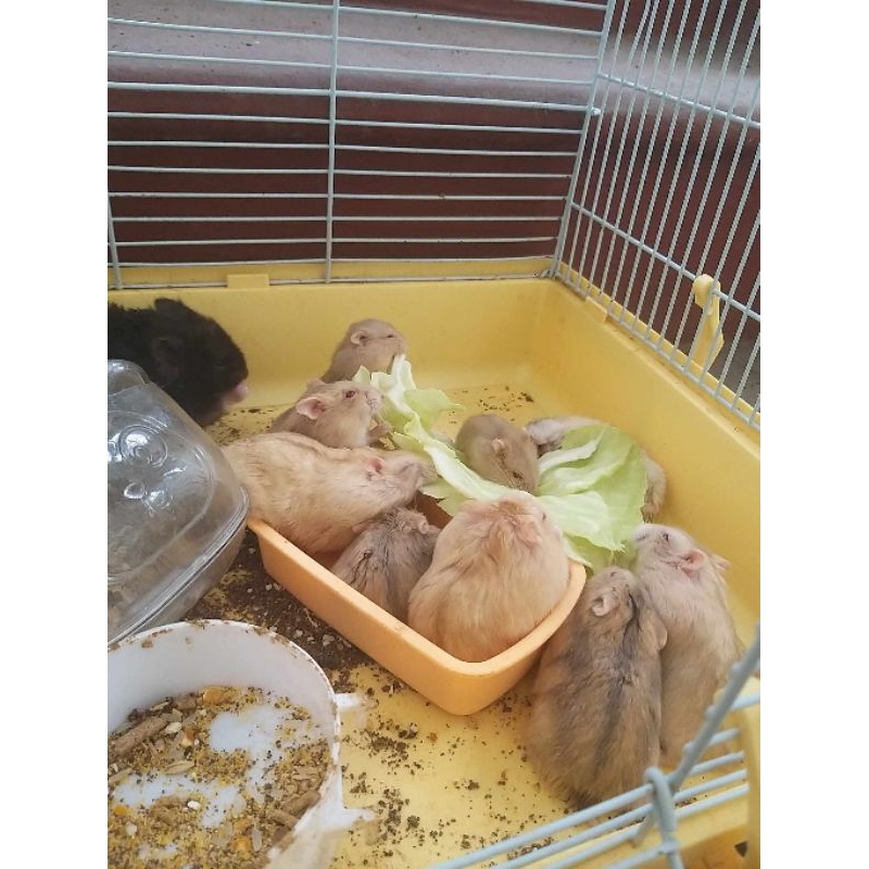 hamster winner white được chọn màu