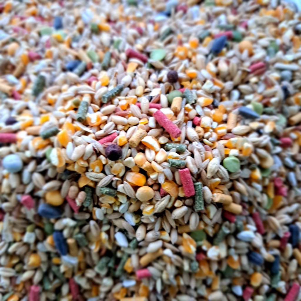 Ngũ cốc gà đá gà nòi, thức ăn gà nòi gà che túi loại 1kg giúp tăng cơ tăng bo nha cho gà